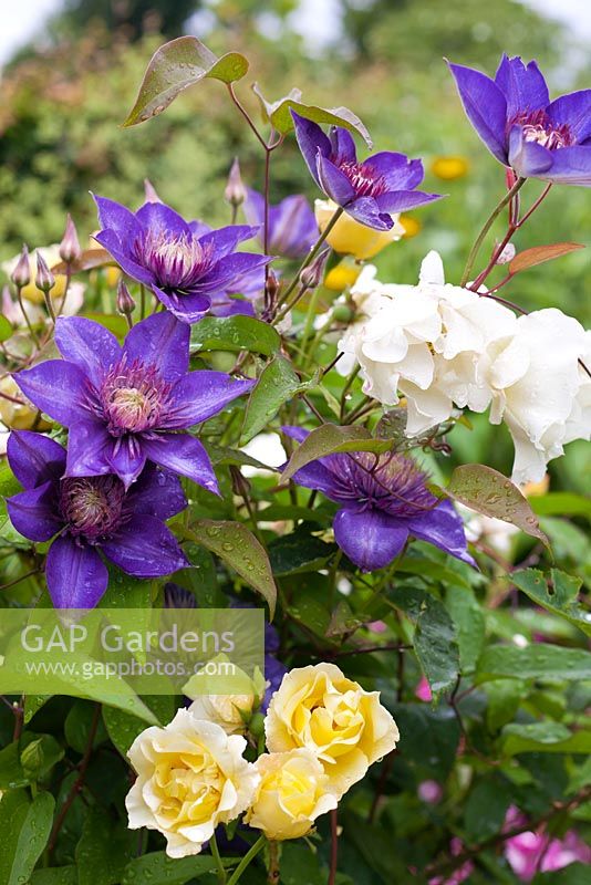 Clematis patens 'Multi Blue' and roses