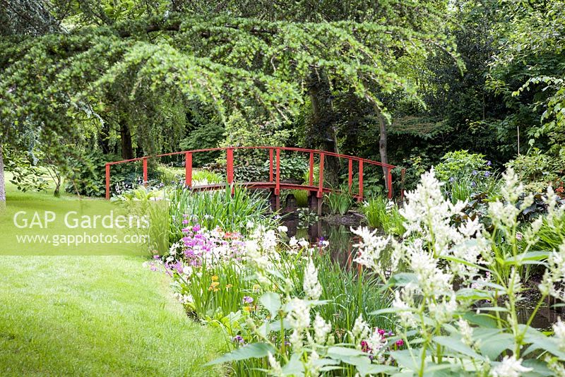 Stream with red Japanese bridge in a woodland garden in Spring.  Wind in The Willows, Open for The National Garden Scheme.