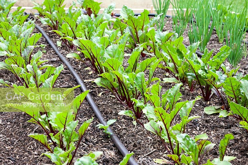 Young Beetroot plants growing in a raised Vegetable bed with irrigation hose