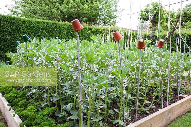 Vicia faba - Broad Beans growing in a raised vegetable bed, with bamboo canes and string supports
