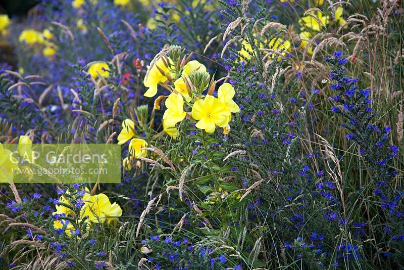 Brtish native wildflowers Oenothera biennis, Echium vulgare, flowering in Summer. Common Evening Primrose, Vipers Bugloss.