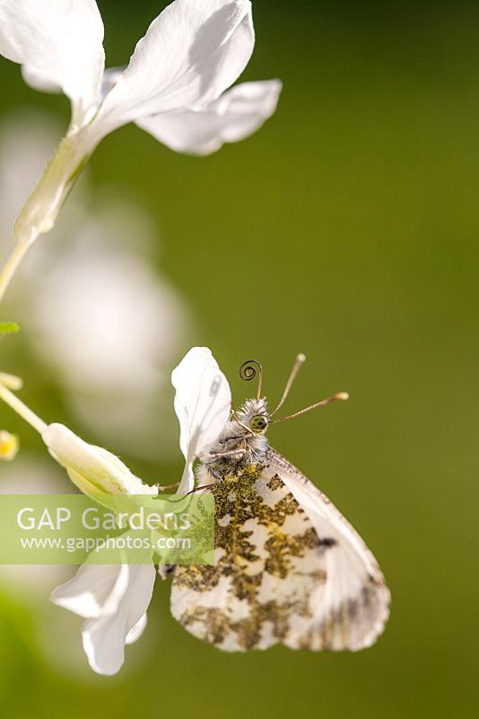 Anthocharis cardamines - Female Orange Tip Butterfly feeding on white Honesty flowers - May 