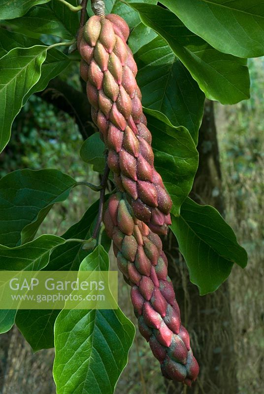 Magnolia 'Big Dude' seed pods. Sir Harold Hillier Gardens, UK. 