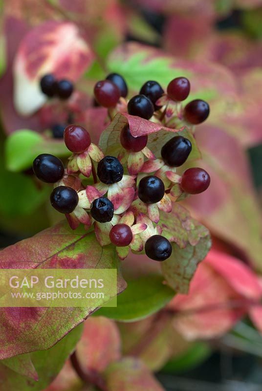 Hypericum androsaemum berries