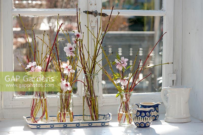 Different coloured branches of cornus - dogwood with blossoming prunus - peach in vases 