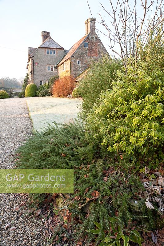 A mix of clipped and freely growing evergreen shrubs at the front of the house including prostrate rosemary in foreground. 
