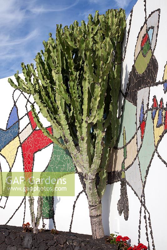 Euphorbia candelabrum against wall with abstract mosaic by Cesar Manrique set within black volcanic rock walls  