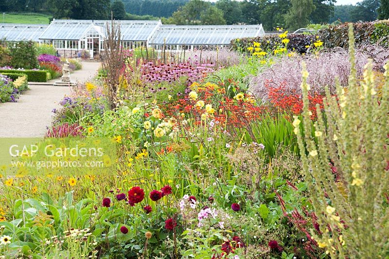 Double herbaceous borders planted with predominantly hot colours leading toward restored Victorian glasshouses. Plants include Coreopsis 'Astolat', crocosmias, dahlias, Persicaria affinis 'Darjeeling Red' and Echinacea purpurea Bressingham hybrids. 