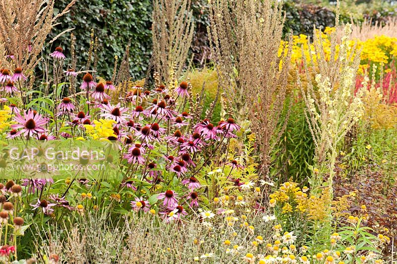 A section of one of the double herbaceous borders planted with predominantly hot colours including Echinacea purpurea Bressingham hybrids, tall Verbascum olympicum, and yellow anthemis and golden rod. 