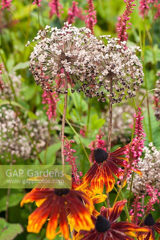 Bronze annual rudbeckias with papery seedheads of Allium hollandicum in the hot border. 