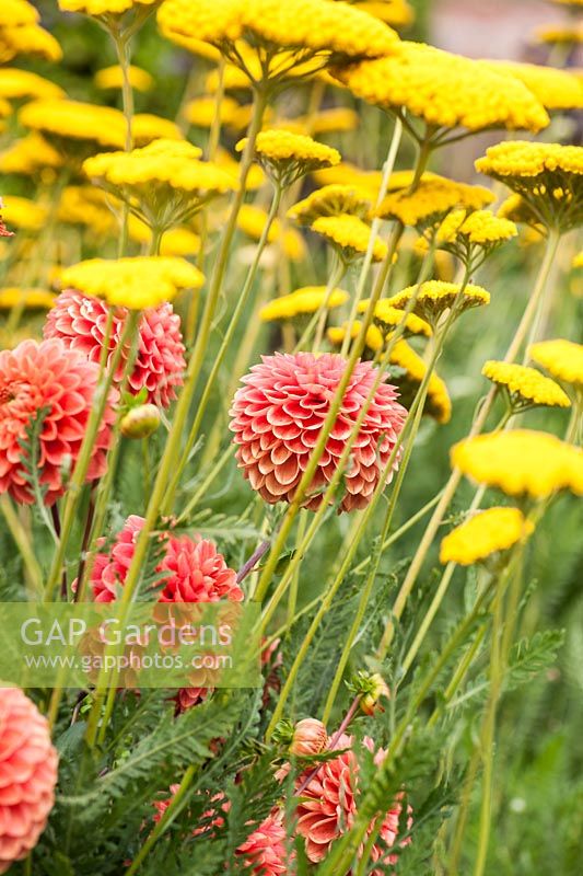 Orange dahlias in the hot borders mixed with yellow Achillea filipendulina 'Gold Plate', AGM.