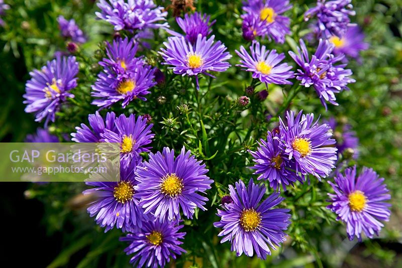 Aster nova-belgii 'Blue Lagoon' - The Picton Garden,  Nr. Malvern, Worcestershire. This garden holds a national collection of approx. 400 Michaelmas Daisies. September.