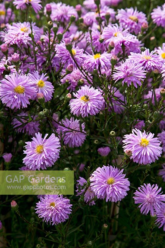 Aster nova-belgii 'Flamingo' - The Picton Garden,  Nr. Malvern, Worcestershire. This garden holds a national collection of approx. 400 Michaelmas Daisies. September.