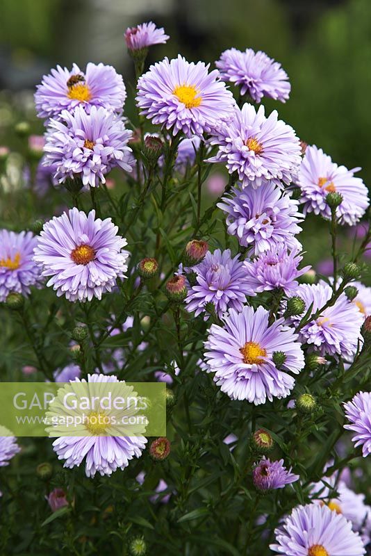 Aster 'Madge Cato' - The Picton Garden, Nr. Malvern, Worcestershire. This garden holds a national collection of approx. 400 Michaelmas Daisies. September.