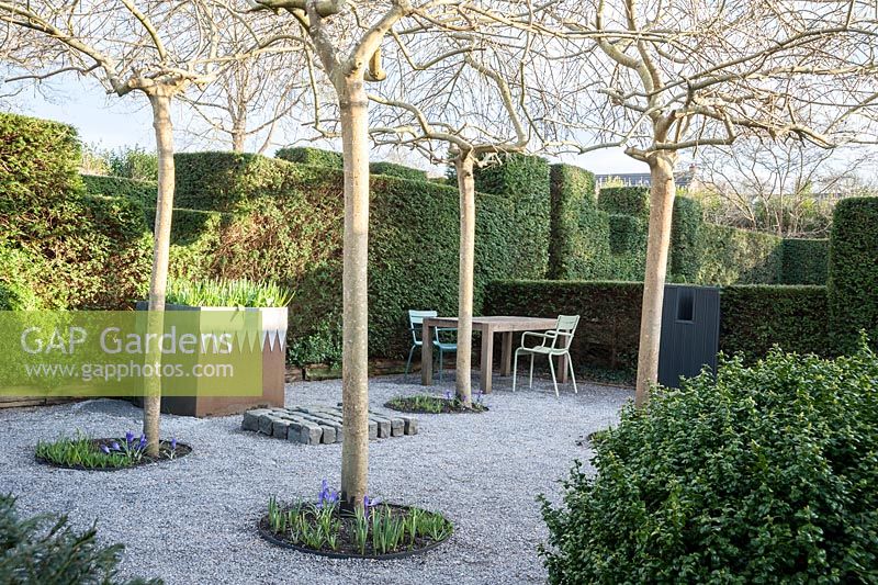 A gravelled courtyard in a formal garden featuring four weeping ash, Fraxinus excelsior 'Pendula', steel and lead container, an arrangement of stone setts and seating surrounded by yew hedging and domes of box. 