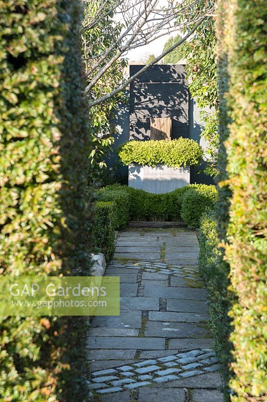 A path in a formal garden passes between yew hedges toward a steel planter containing small leaved box, buxus microphylla. 