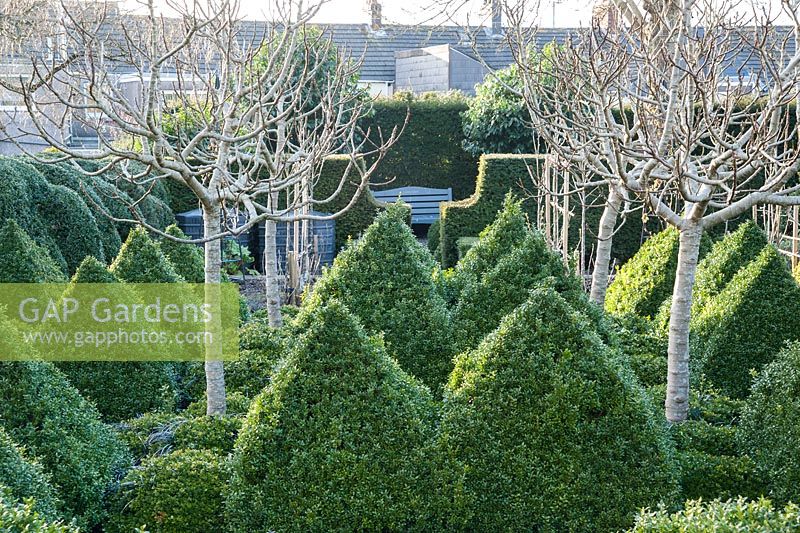 A formal kitchen garden surrounded by grey walls features four standard fig trees surrounded by clipped box pyramids at its centre.
