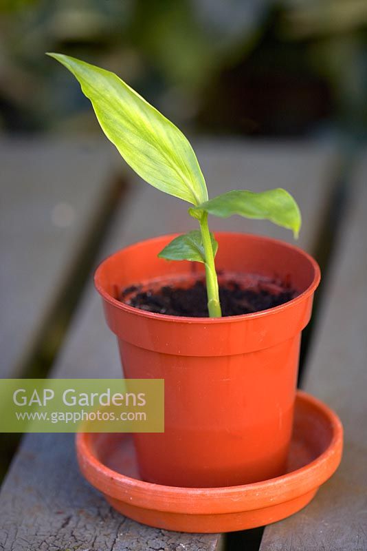 Young turmeric plant in pot.