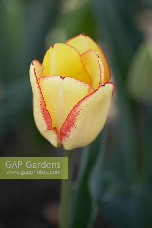lommetørklæde Moderat Anden klasse Tulipa 'Hypnose'... stock photo by Matt Anker, Image: 0476666