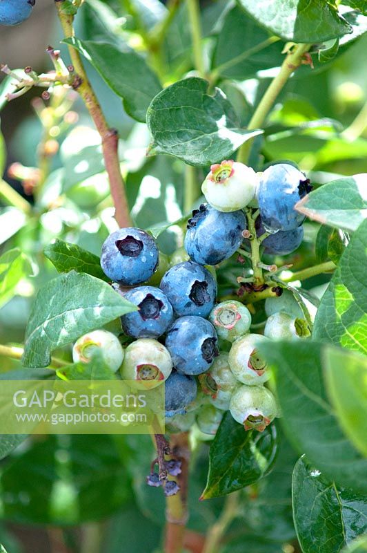 Vaccinium corymbosum 'Duke', Blueberry
