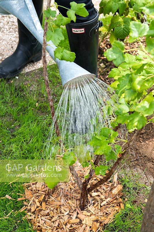 Watering new planted ribes nidigrolaria