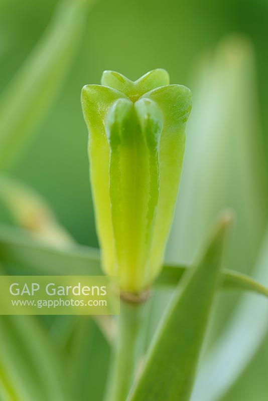 Fritillaria pontica, AGM, Fritillary seed head formed after flower has died, May