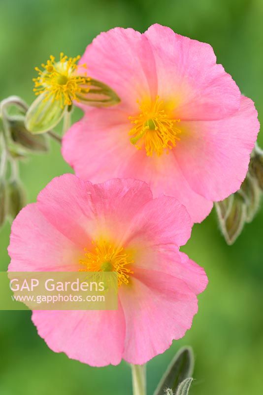 Helianthemum 'Rhodanthe Carneum' AGM. Rock rose. Also known as 'Wisley Pink', May