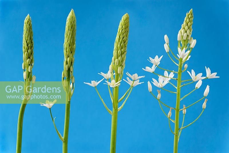 Ornithogalum magnum - Star of Bethlehem - Giant Starflower. Four flower racemes in different stages of development, June