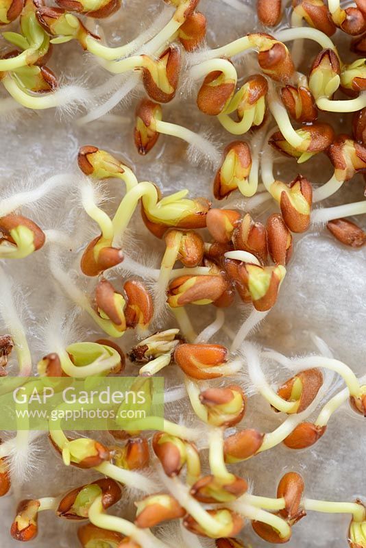 Lepidium sativum. Garden cress seeds germinating on wet paper towel, May