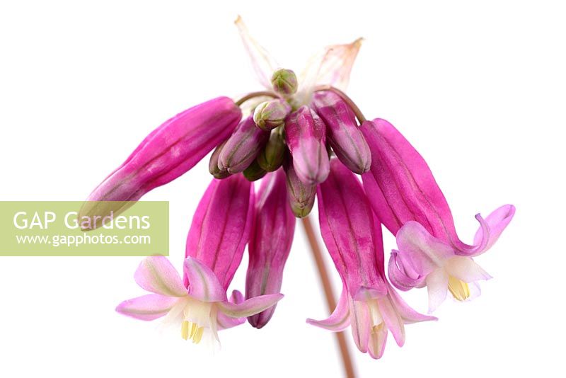 Dichelostemma ida-maia. Crimson Californian hyacinth, June