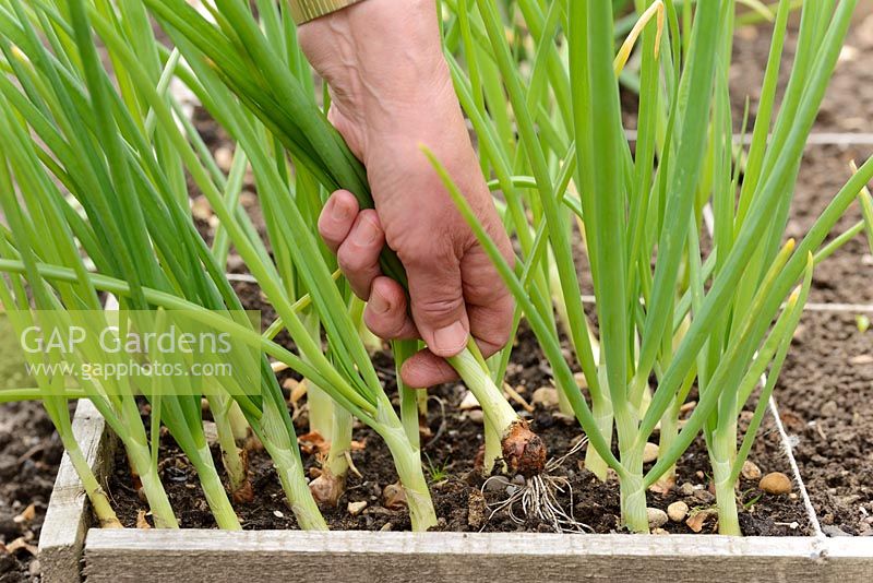 Thinning out Allium Cepa 'Stuttgarter'.  Onion sets planted close together in square foot garden to thin as spring onions, May