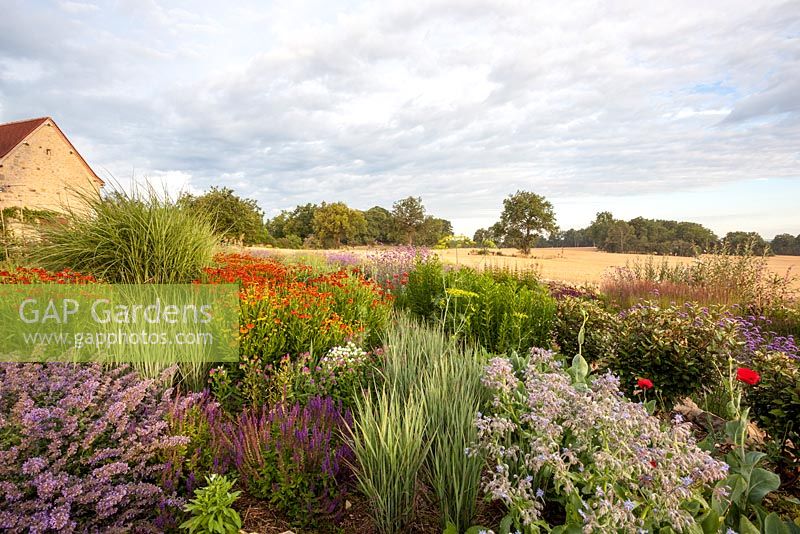 Border with Dutch style planting featuring grasses, Helenium, Salvia, Nepeta