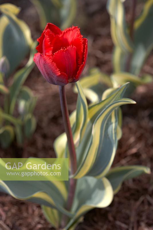 Tulipa 'Mickey Crisp'