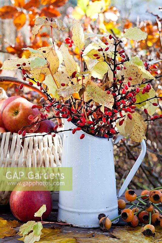 Autumn displays with jug and basket of apples on a table - dogwood Cornus sanguinea 'Midwinter Fire', rose hips, Berberis thunbergii atropurpurea.