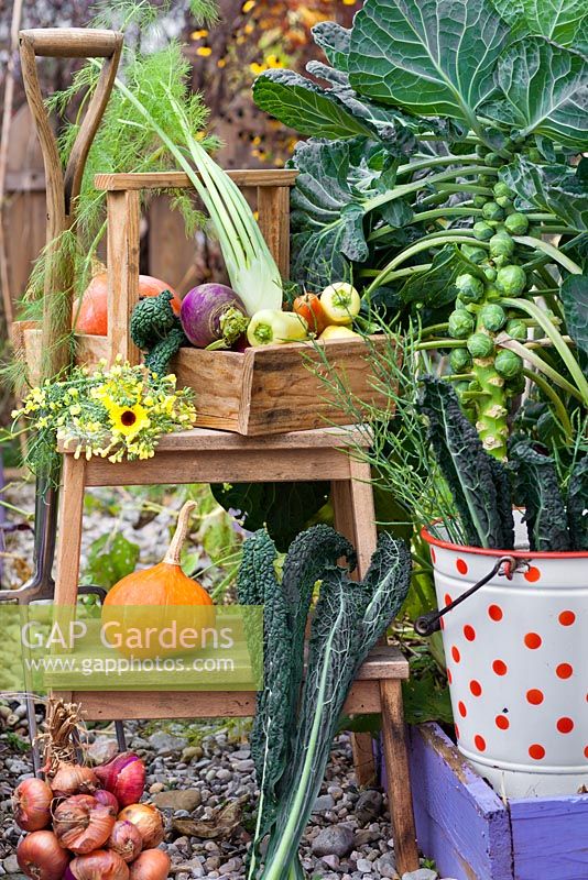 Harvested vegetables on a ladder in vegetable garden.