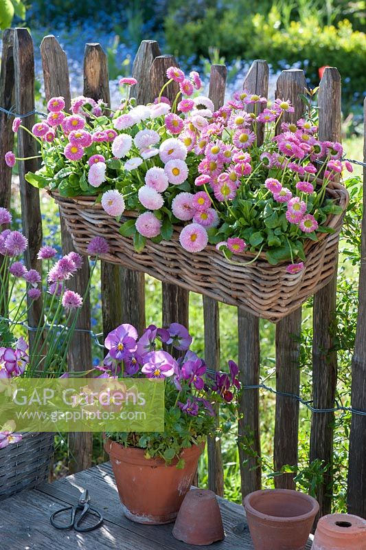 Basket planted with Bellis and clay pot with Viola wittrockiana 