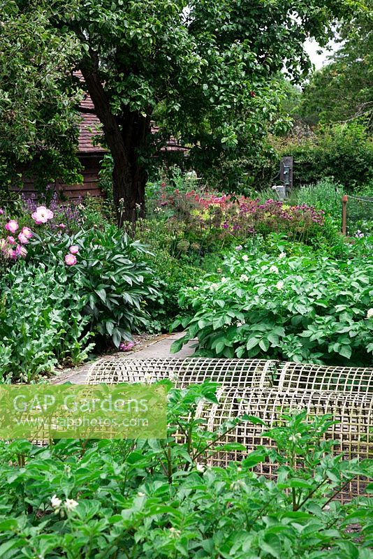 Stone pathway leads through cottage garden and potager with flowers growing alongside vegetables. Under a Plum Tree - Paeonia lactiflora 'Bowl of Beauty', Papaver, Potatoes, bamboo cloches protecting young plants, netted Brassicas ending with a pair of Buxus balls
