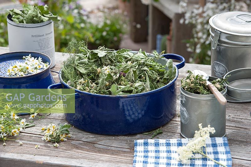 Blue enamel pot with dried tea herbs, leaves of blackberry - Rubus, strawberry - Fragaria, nettle - Urtica, fennel - Foeniculum, nettle - Lamium and blossom of chamomile - Matricaria chamomilla