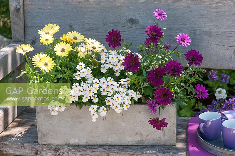 Grey concrete box container with osteospermum 'Yellow', 'Magenta' - African daisies, nemesia 'Little Coco' - elves mirror