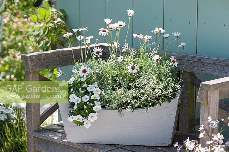 Wooden box with chrysanthemum hosmariense 'African Eyes' - daisies, calibrachoa 'Celebration White', euphorbia 'Diamond Frost' - magic snow on bench
