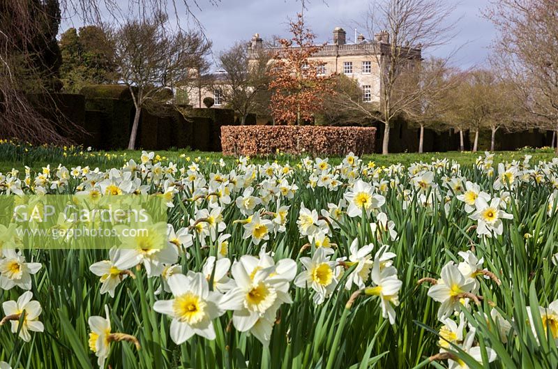 Highgrove Garden in Spring, April 2013. Daffodils in the Wild Flower Meadow.