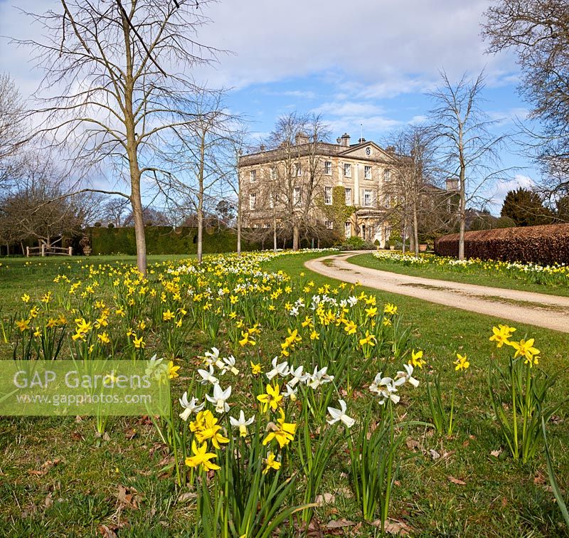 Highgrove House and the front drive lined with lime trees and daffodils, April 2013. The house was built between 1796 and 1798 in a Georgian neo classical design.