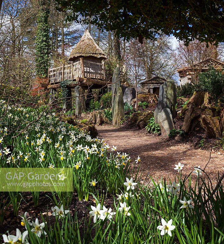 Spring daffodils and the thatched tree house 'Hollyrood House' in the Stumpery, designed by Julian and Isabel Bannerman, April 2013