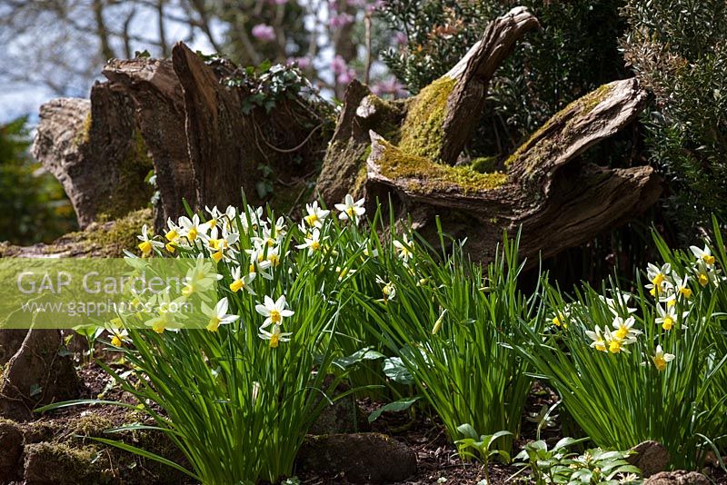 Daffodils and tree stumps in the Stumpery, Highgrove Garden, April 2013.  