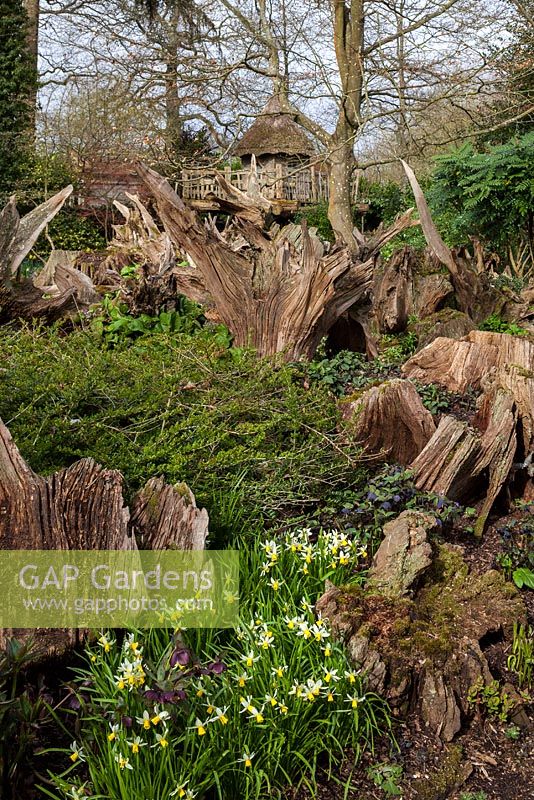 Daffodils and tree stumps in The Stumpery, Highgrove Garden, April 2013.