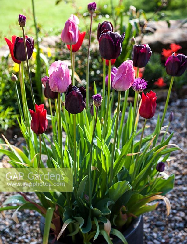 Container with spring bulbs Tulipa 'Queen of Night', Tulipa 'Red Shine', Tulipa 'Plum Pudding Mix' and Allium 'Purple Sensation'