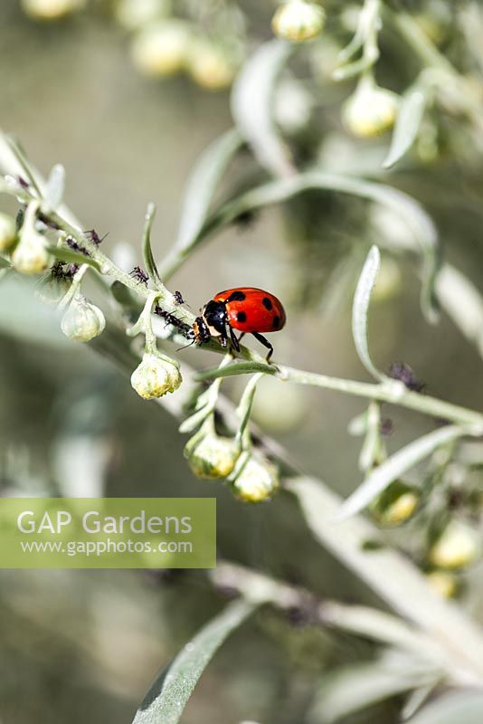 Ladybird beetle feeding on aphids