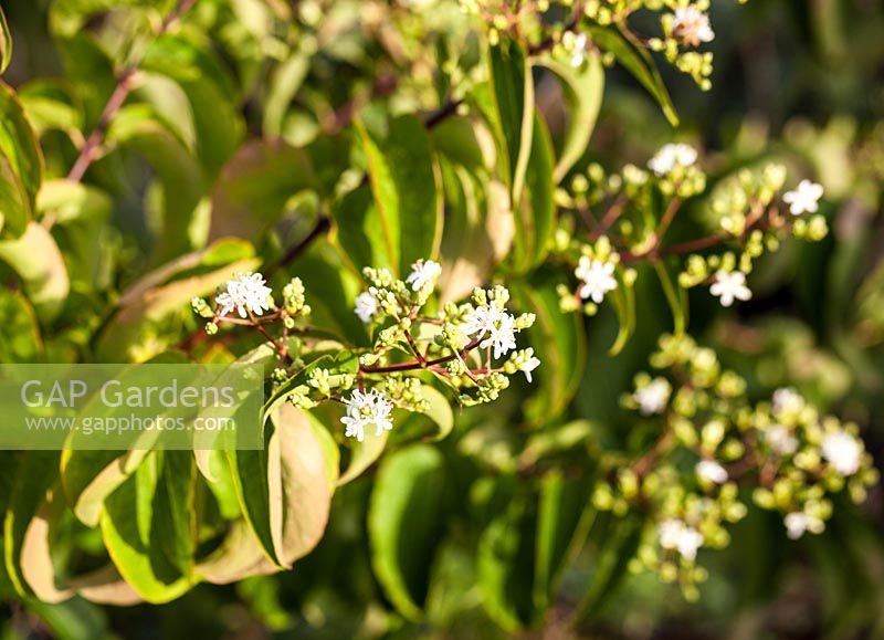Heptacodium miconioides - Flowers of Seven son flower