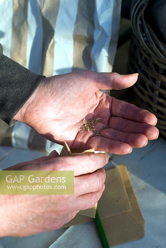 Pouring saved carex seeds into brown paper seed packet  - saving seeds from your garden 