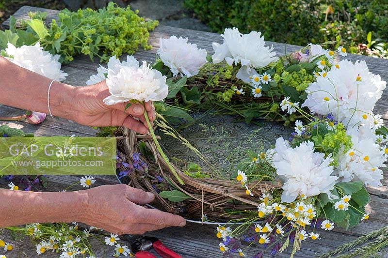Woman making wreath using paeonia, matricaria chamomilla, salvia, alchemilla  and grasses on tendrils of clematis 